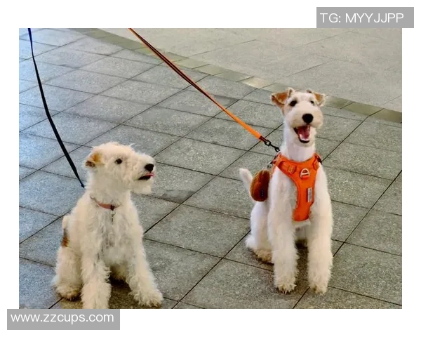 足球场上球星与宠物狗的温馨时刻：他们是如何与爱犬一同征战绿茵的